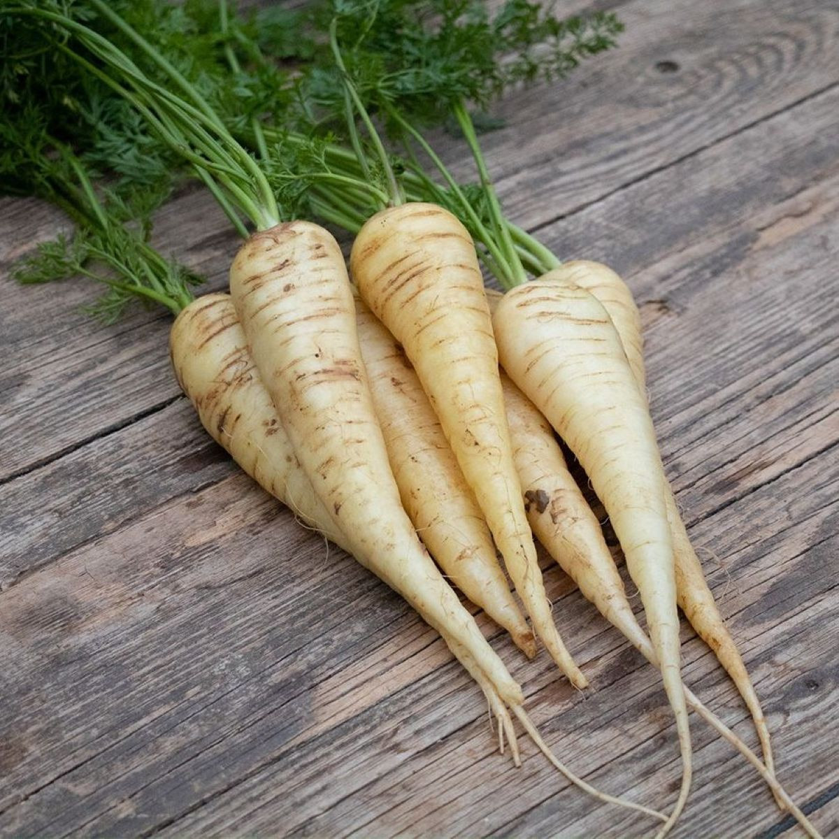 BIO Mrkva biela Küttiger - Daucus carota - bio semená - 200 ks