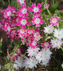 Plamienka Drummondova zmes farieb - Phlox drum. mix - semená - 100 ks