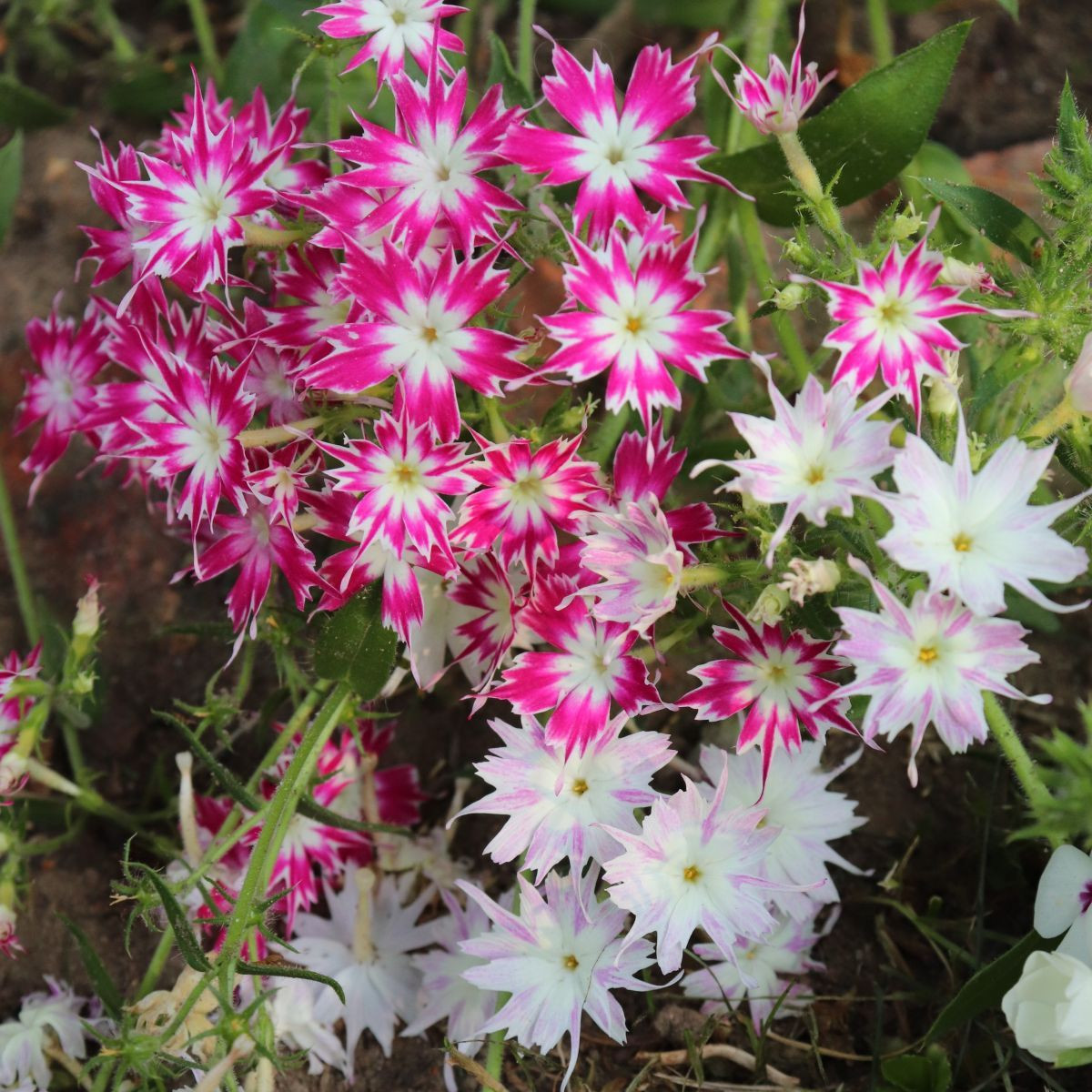 Plamienka Drummondova zmes farieb - Phlox drum. mix - semená - 100 ks