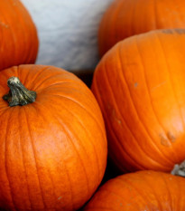 Tekvica Jack O Lantern - Cucurbita pepo - semená - 7 ks