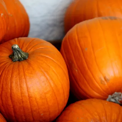 Tekvica Jack O Lantern - Cucurbita pepo - semená - 7 ks