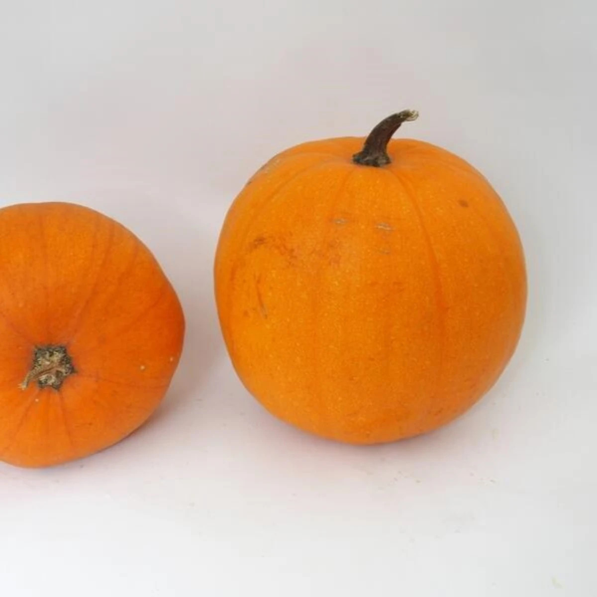 Tekvica Jack O Lantern - Cucurbita pepo - semená - 7 ks