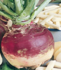 Kvaka Gowrie - Brassica napus var. napobrassica - semená - 200 ks