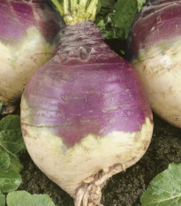 Kvaka Magres - Brassica napus var. napobrassica - semená - 200 ks