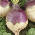 Kvaka Magres - Brassica napus var. napobrassica - semená - 200 ks
