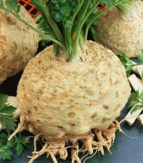 Zeler buľvový Kompakt - Apium graveolens var. - semená - 300 ks
