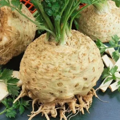 Zeler buľvový Kompakt - Apium graveolens var. - semená - 300 ks