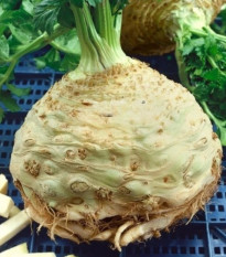 Zeler buľvový Neon - Apium graveolens var. - semená - 300 ks