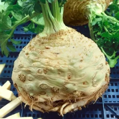 Zeler buľvový Neon - Apium graveolens var. - semená - 300 ks