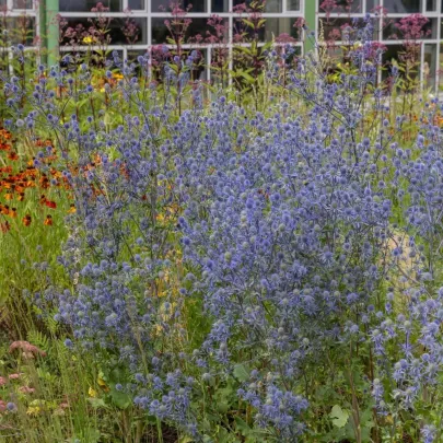 Kotúč modrý - Eryngium planum - semená - 20 ks