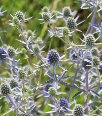 Kotúč modrý - Eryngium planum - semená - 20 ks