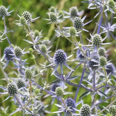Kotúč modrý - Eryngium planum - semená - 20 ks