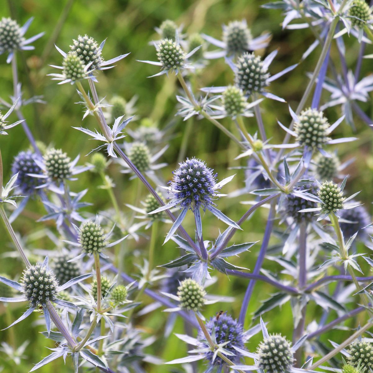 Kotúč modrý - Eryngium planum - semená - 20 ks