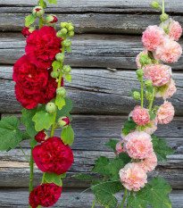 Topoľovka plnokvetá Chaters zmes - Alcea rosea - semená - 12 ks