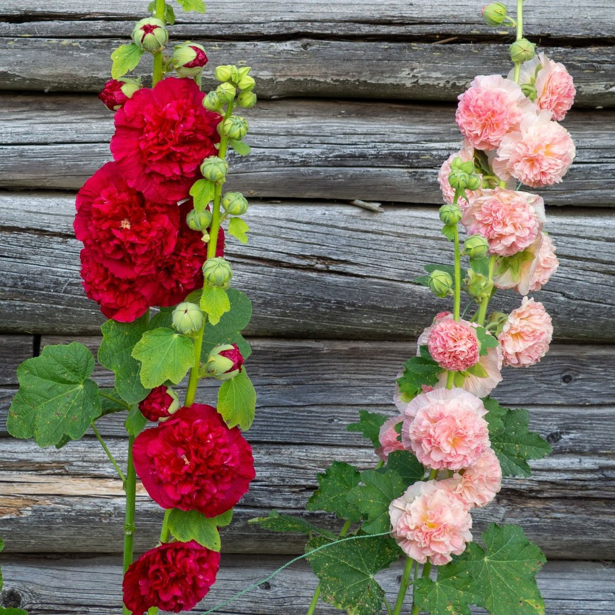 Topoľovka plnokvetá Chaters zmes - Alcea rosea - semená - 12 ks