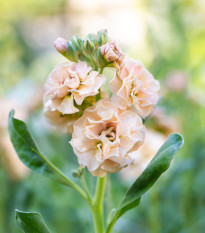 Fiala Iron Appricot - Matthiola incana - semená - 40 ks