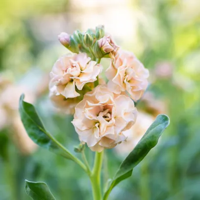 Fiala Iron Appricot - Matthiola incana - semená - 40 ks