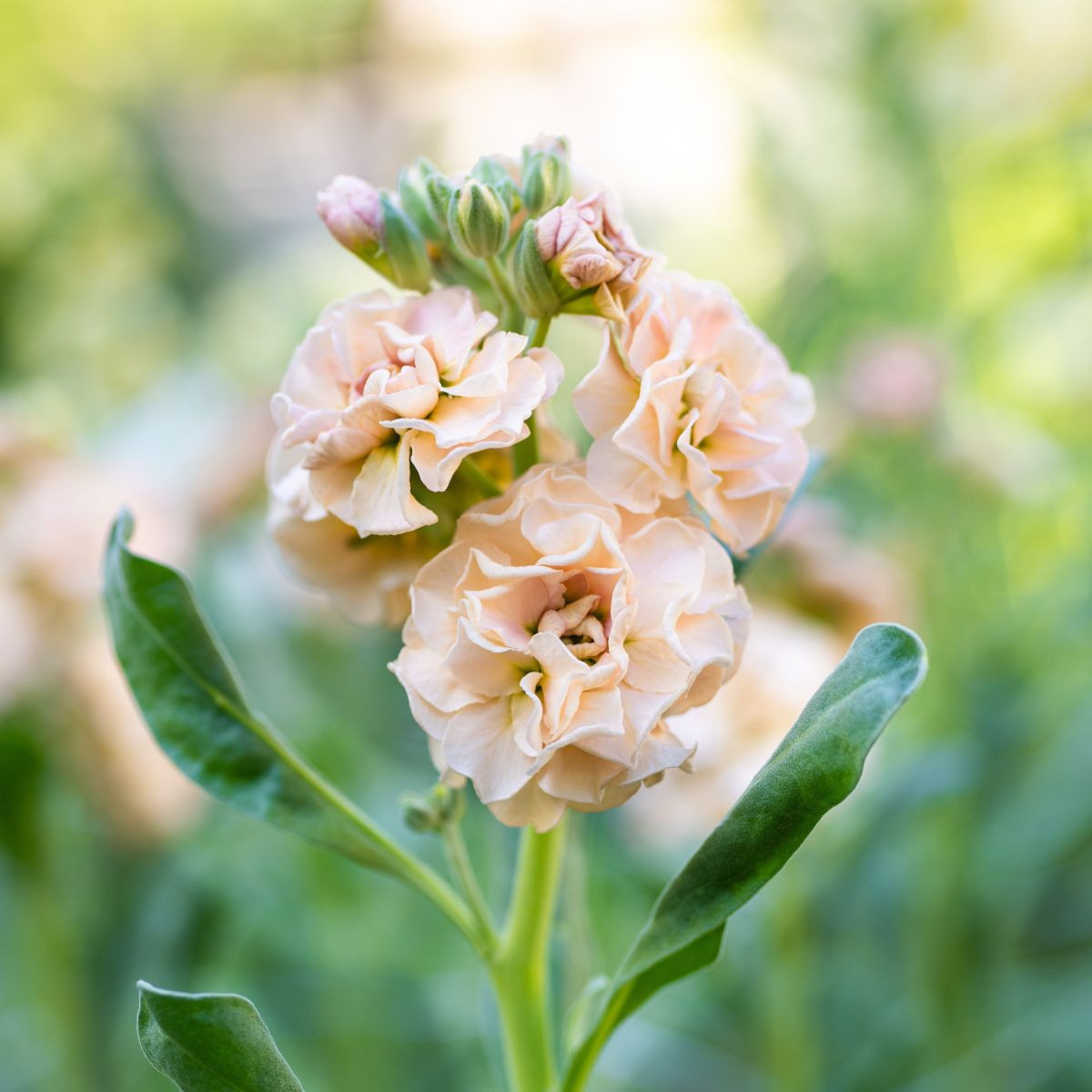 Fiala Iron Appricot - Matthiola incana - semená - 40 ks