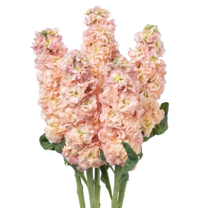 Fiala Iron Appricot - Matthiola incana - semená - 40 ks