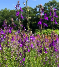 Línia marocká Licilia Azure - Linaria maroccana - semená - 100 ks