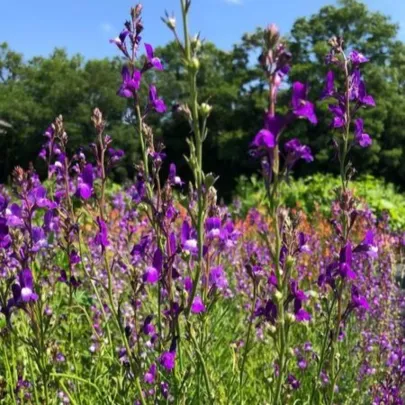 Línia marocká Licilia Azure - Linaria maroccana - semená - 30 ks