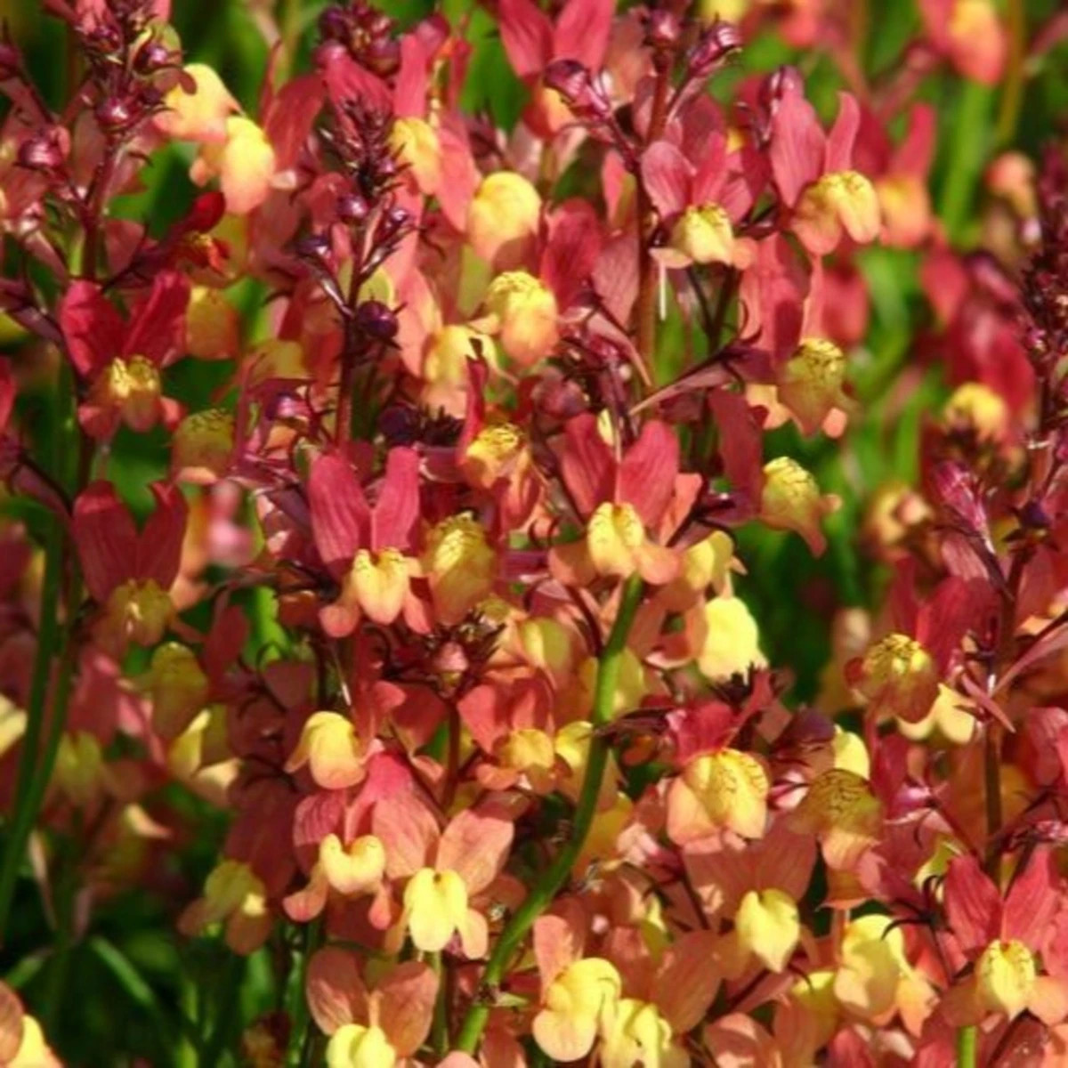 Línia marocká Licilia Peach - Linaria maroccana - semená - 30 ks