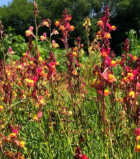 Línia marocká Licilia Peach - Linaria maroccana - semená - 30 ks
