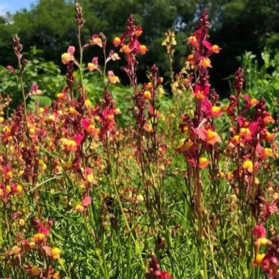 Línia marocká Licilia Peach - Linaria maroccana - semená - 30 ks
