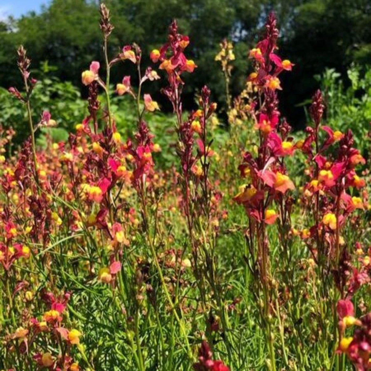 Línia marocká Licilia Peach - Linaria maroccana - semená - 30 ks