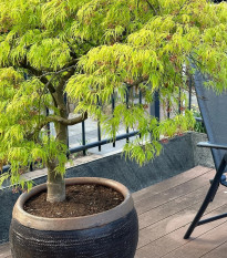 Semená javora – Javor dlanitolistý – Acer palmatum