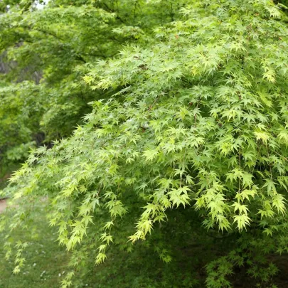 Semená javora – Javor dlanitolistý – Acer palmatum