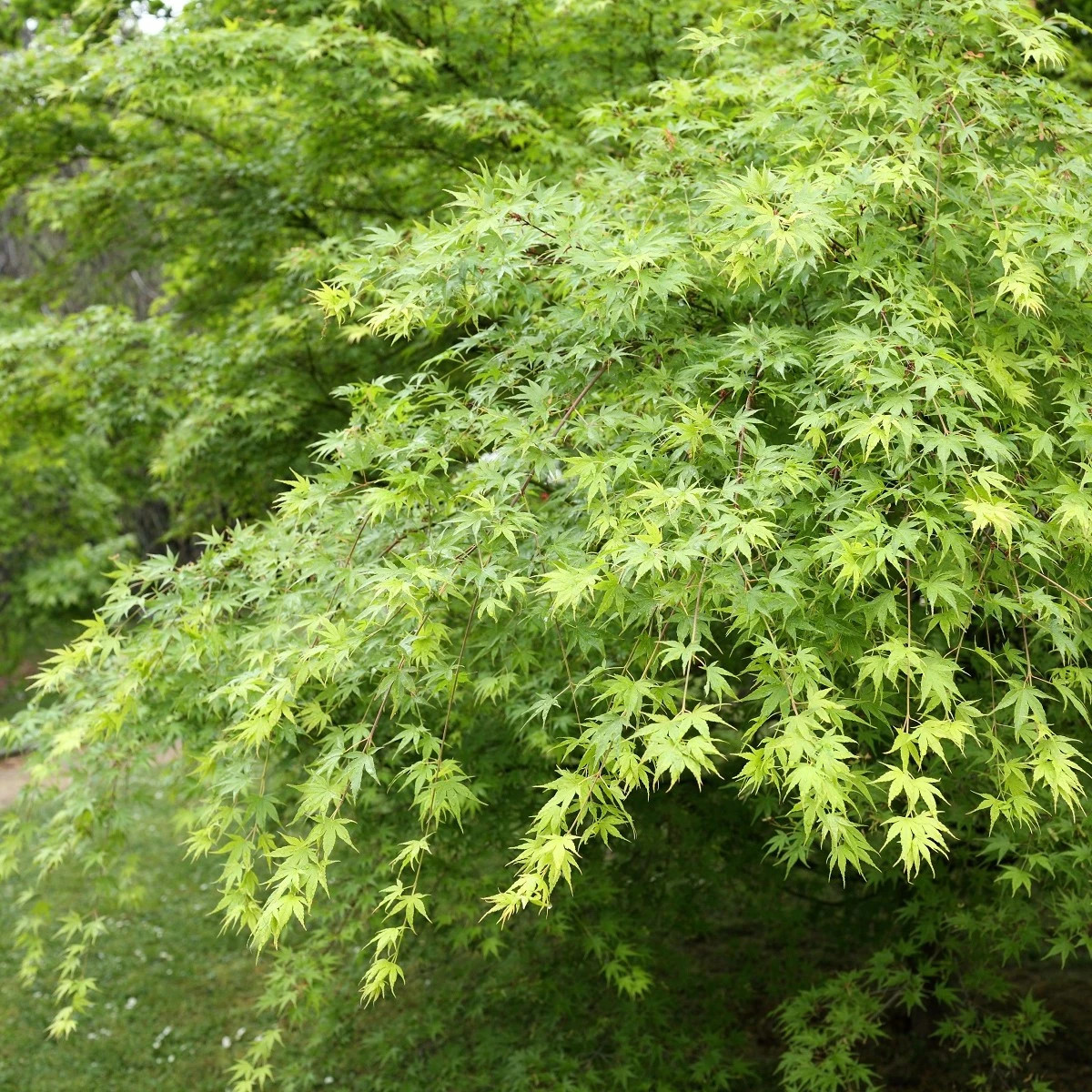 Semená javora – Javor dlanitolistý – Acer palmatum
