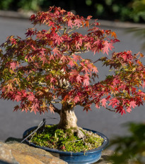 Javor dlaňolistý - Acer palmatum - semená - 5 ks