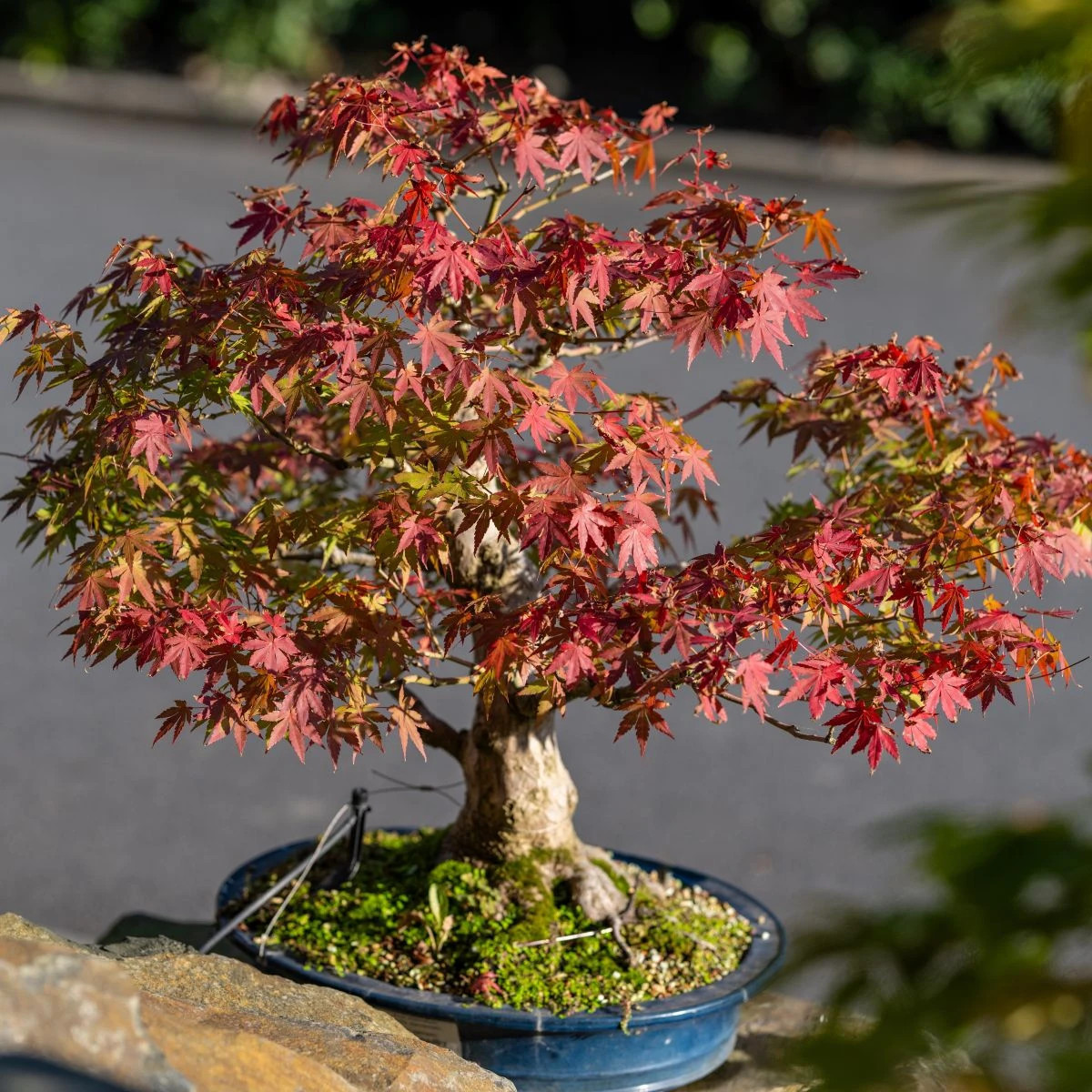 Semená javora – Javor dlanitolistý – Acer palmatum