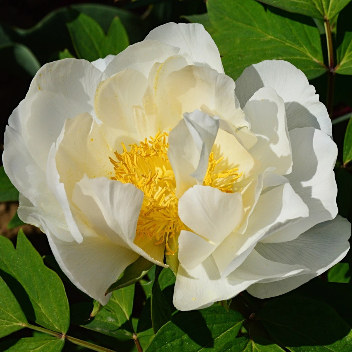 Pivónia Patio Dublin - Paeonia Lactiflora - cibuľoviny - 1 ks