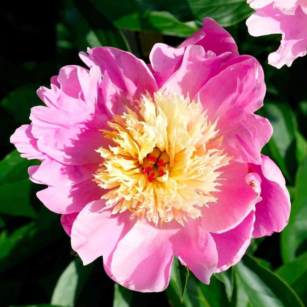 Pivónia Bowl of Beauty - Paeonia lactiflora - cibuľoviny - 1 ks