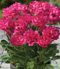 Pivónia Patio London - Paeonia Lactiflora - cibuľoviny - 1 ks