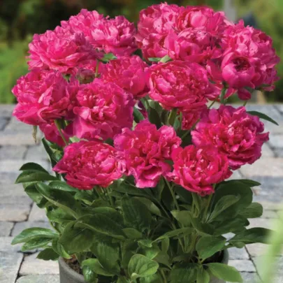 Pivónia Patio London - Paeonia Lactiflora - cibuľoviny - 1 ks