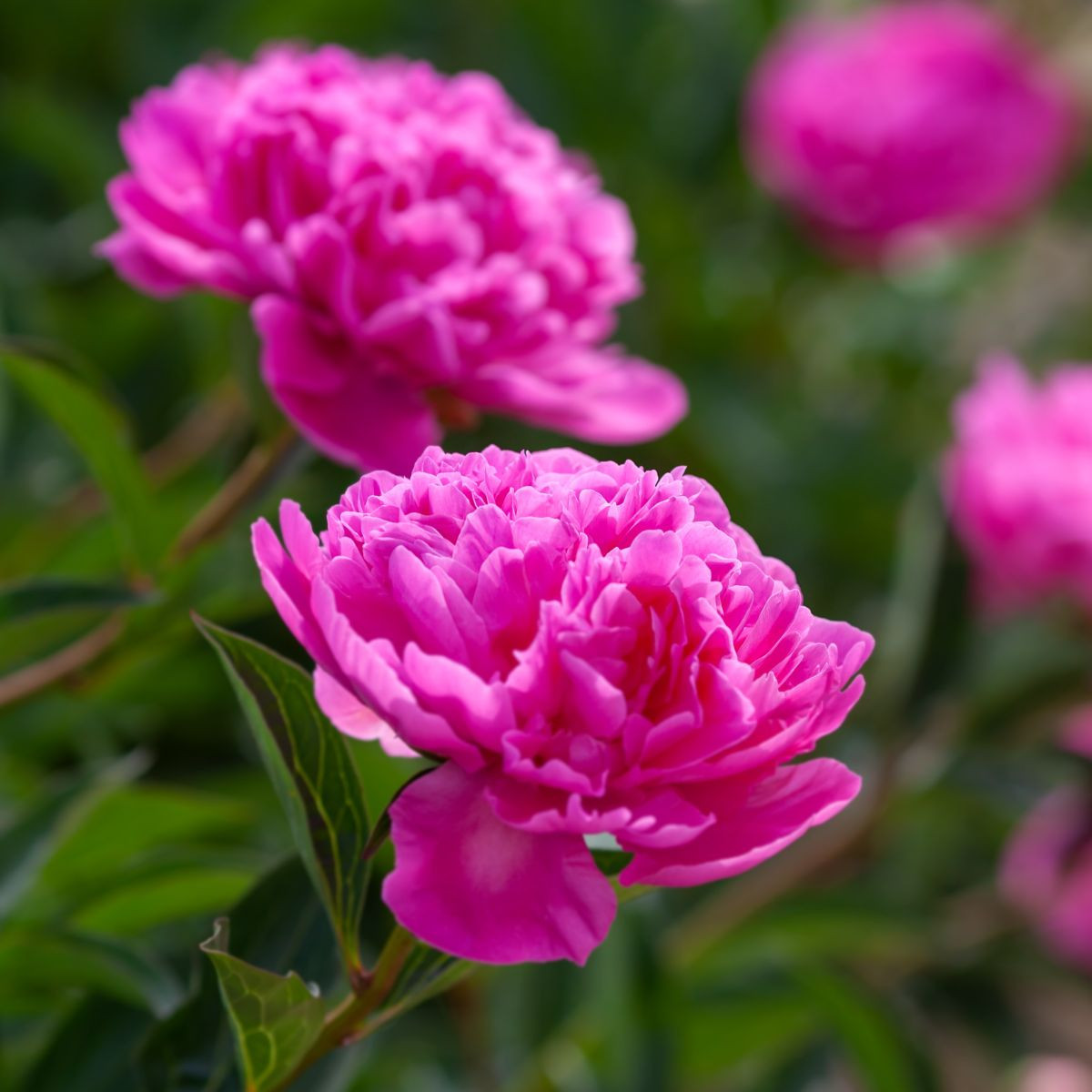 Pivónia Patio Rome - Paeonia lactiflora - cibuľoviny - 1 ks