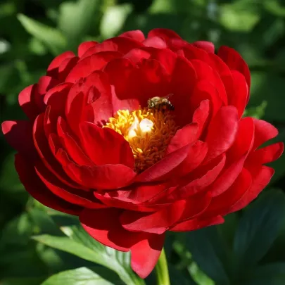 Pivónia Patio Moscow - Paeonia lactiflora - cibuľoviny - 1 ks