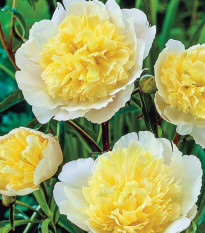 Pivónia Prima Vera - Paeonia lactiflora - cibuľoviny - 1 ks