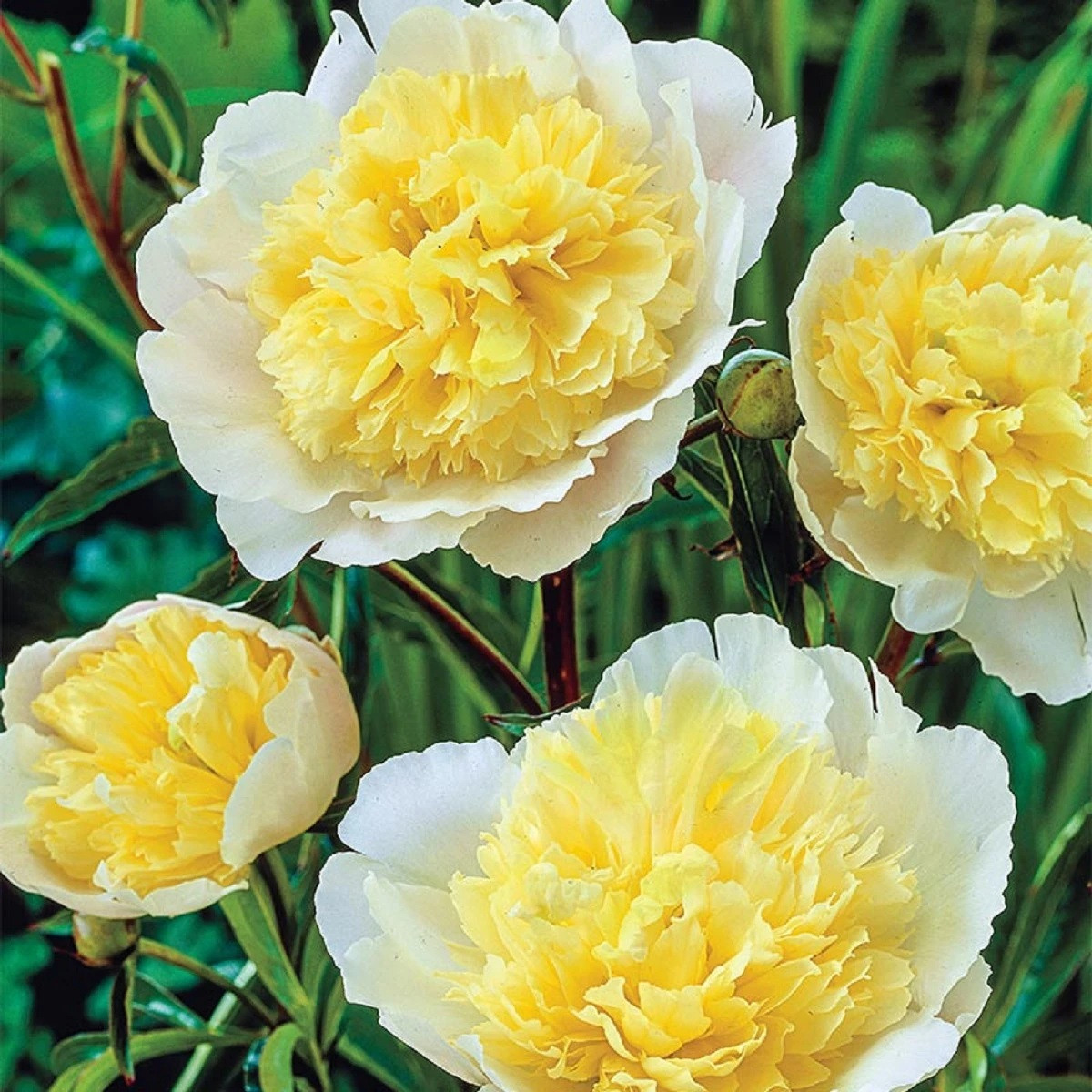 Pivónia Prima Vera - Paeonia lactiflora - cibuľoviny - 1 ks