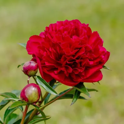 Pivónia Felix Crouse - Paeonia lactiflora - cibuľoviny - 1 ks