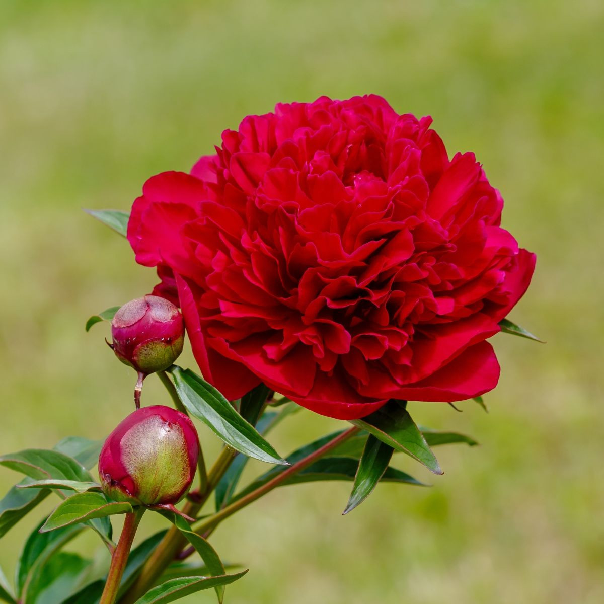 Pivónia Felix Crouse - Paeonia lactiflora - cibuľoviny - 1 ks