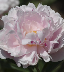 Pivónia The Fawn - Paeonia lactiflora - cibuľoviny - 1 ks