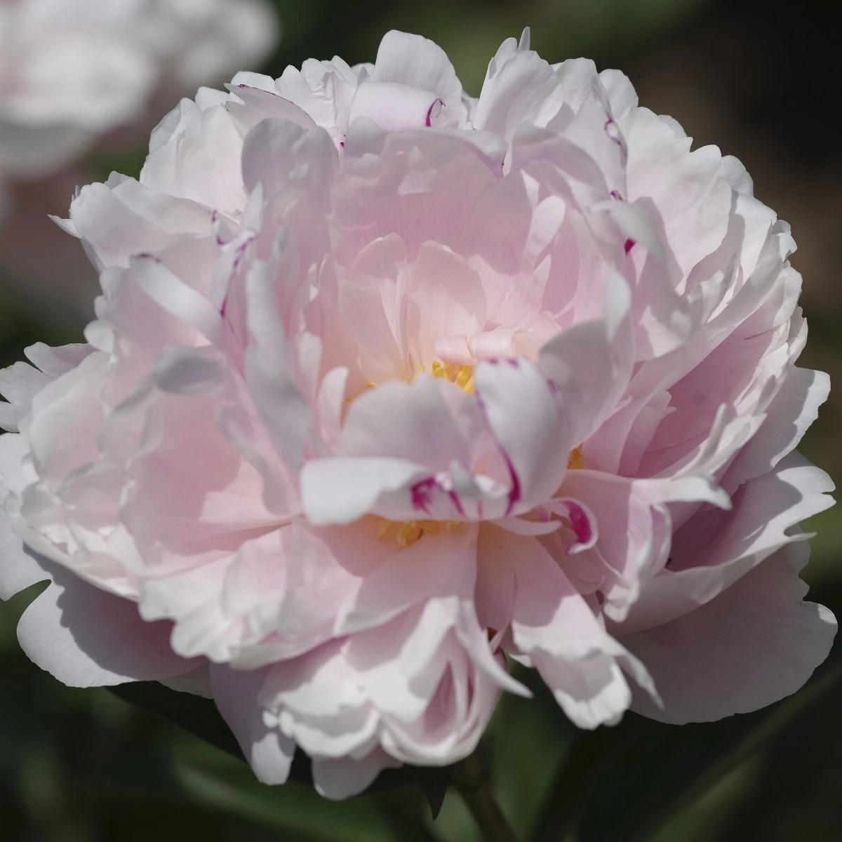 Pivónia The Fawn - Paeonia lactiflora - cibuľoviny - 1 ks