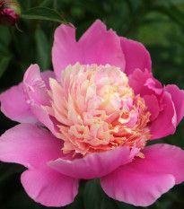 Pivónia Gay Paree - Paeonia lactiflora - cibuľoviny - 1 ks