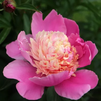 Pivónia Gay Paree - Paeonia lactiflora - cibuľoviny - 1 ks
