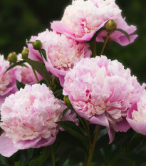 Pivónia Sorbet - Paeonia - cibuľoviny - 1 ks