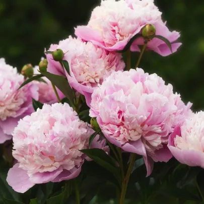 Pivónia Sorbet - Paeonia - cibuľoviny - 1 ks